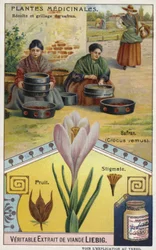 Saffron: Harvesting and Roasting of Crocus Stigmas